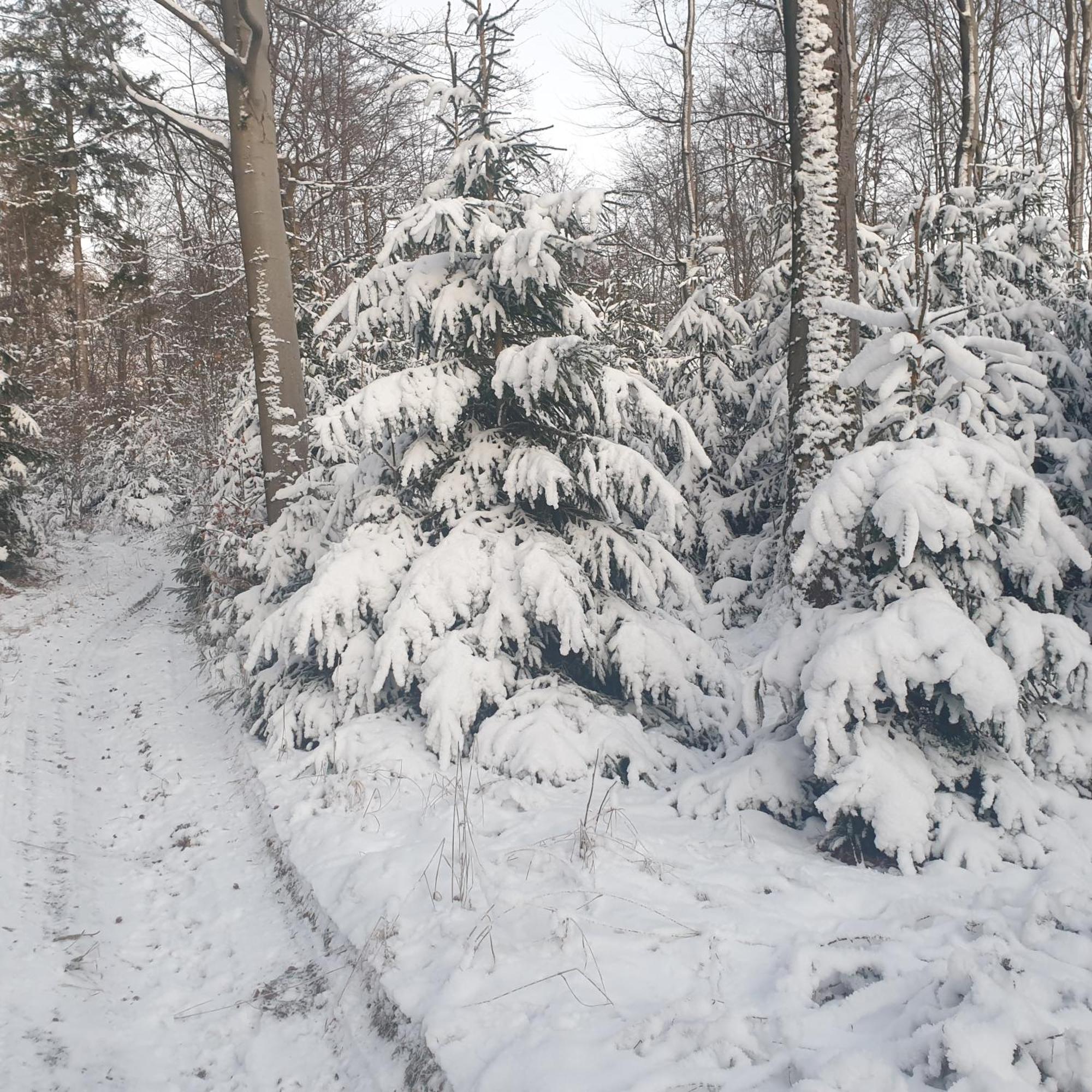 Fewo Winter In Der Villa Waldrand Mit Zwei Balkonen Bad Wunnenberg Bagian luar foto